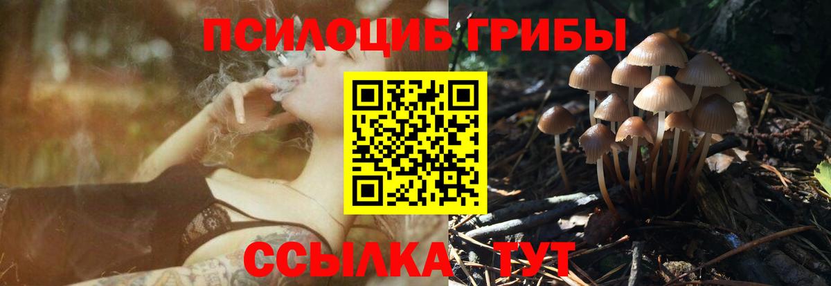 Котлас  Псилоцибиновые грибы Psilocybine cubensis  Вход с VPN 